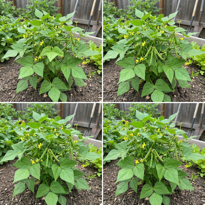 Green Mung Bean Seeds for Vegetable Gardening