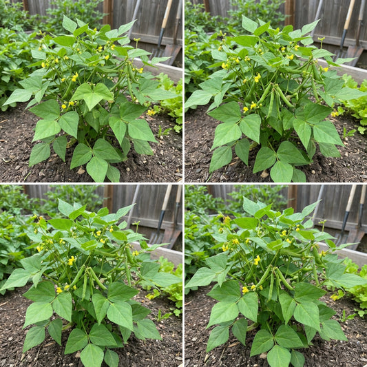 Green Mung Bean Seeds for Vegetable Gardening