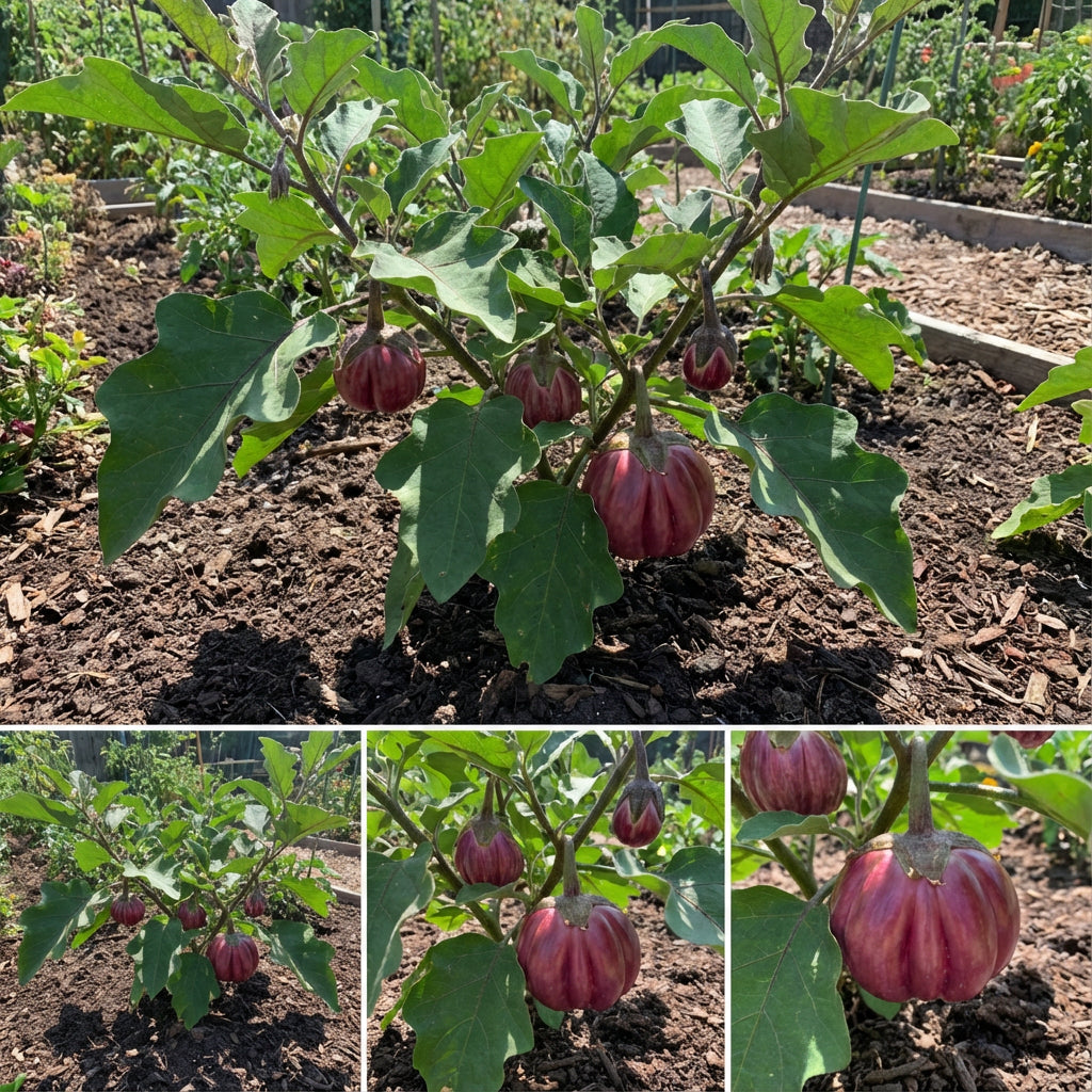 Red Sicilian Togetta Vegetable Seeds - Planting Guide