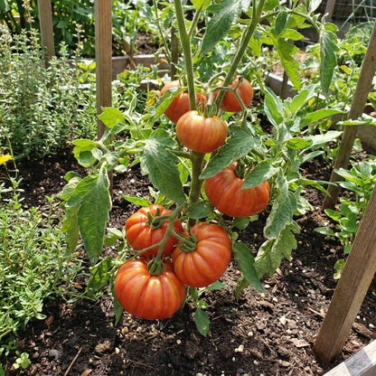 Red Sicilian Togetta Vegetable Seeds - Planting Guide