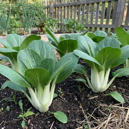 Green Shanghai Vegetable Seeds for Planting