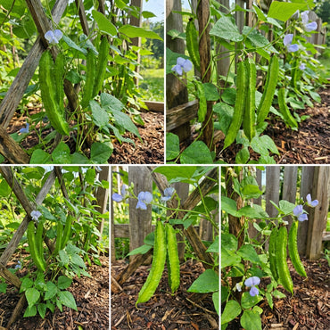 Green Winged Bean Seeds for Easy Planting