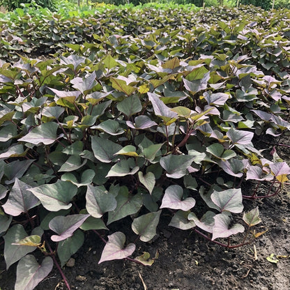 Purple Batatas Potato Seeds for Planting Premium Vegetable Seeds