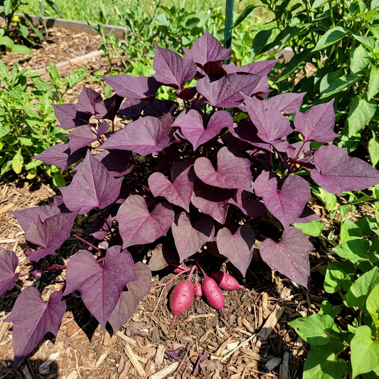 Purple Batatas Potato Seeds for Planting Premium Vegetable Seeds