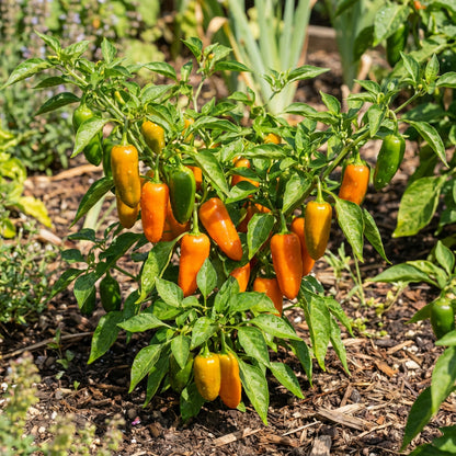Orange Green Amarillo Chili Seeds for Planting