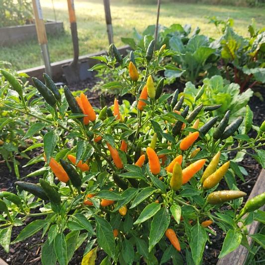 Orange Green Amarillo Chili Seeds for Planting
