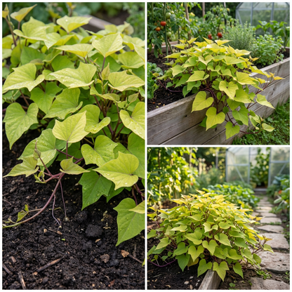 Yellow Batatas Potato Vegetable Seeds Planting