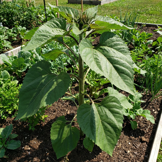 Brown Mammoth Vegetable Seeds for Planting
