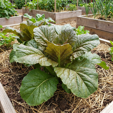 Brown Mammoth Vegetable Seeds for Planting