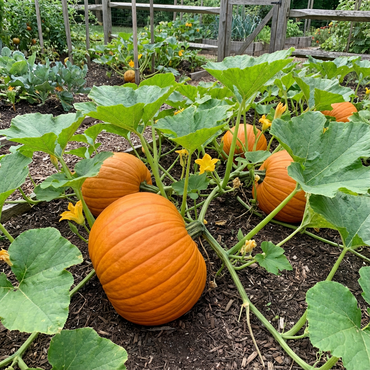 Premium Orange Giant Pumpkin Seeds