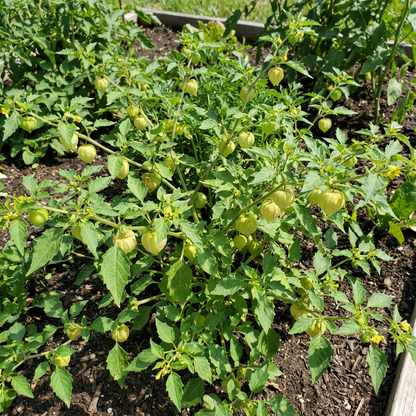 Light Yellow Tomatillo Planting Seeds for Home Gardens