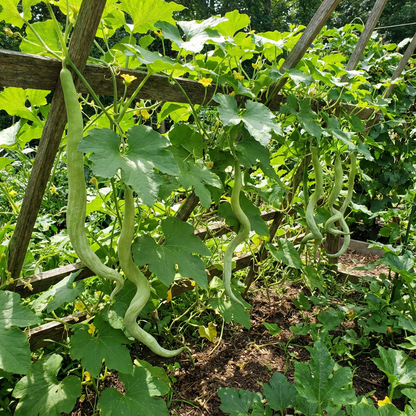Green Snake Gourd Vegetable Seeds for Your Garden