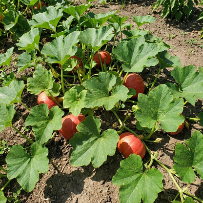 Red Pumpkin Planting Seeds Collection for Home Gardens