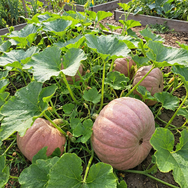 Pink Pumpkin Seeds for Planting - Vegetable Planting Collection