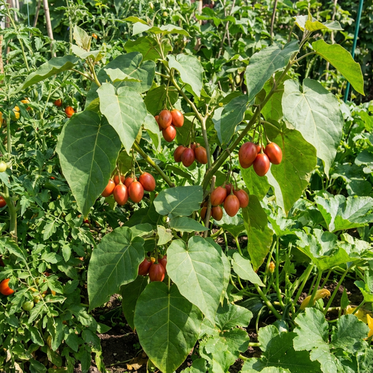 Tamarillo Seeds - Perfect for Planting