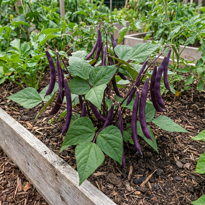 Purple Stallard Bean Vegetable Seeds for Planting