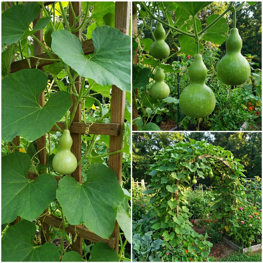 Green Birdhouse Gourd Vegetable Seeds for Planting