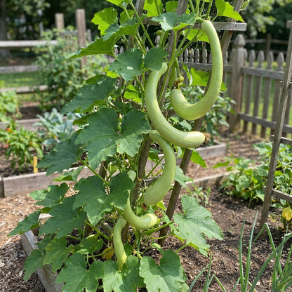 Green Trombocino Vegetable Planting Seeds for Your Garden