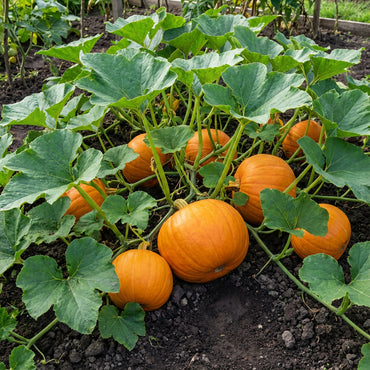 Orange Pumpkin Seeds for Easy Planting