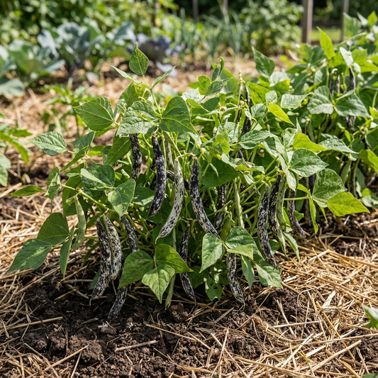 Black White Orka Beans Planting Seeds for Your Vegetable Garden