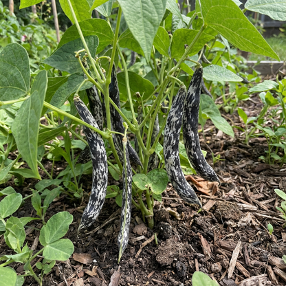 Black White Orka Beans Planting Seeds for Your Vegetable Garden