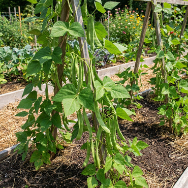 Green Romano Pole Bean Seeds for Vegetable Planting
