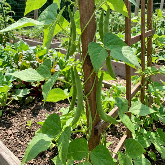 Green Romano Pole Bean Seeds for Vegetable Planting
