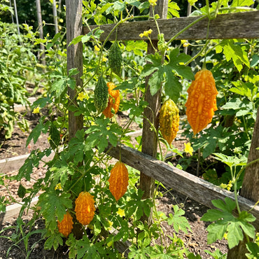 Orange Bitter Gourd Vegetable Planting Seeds for Your Garden