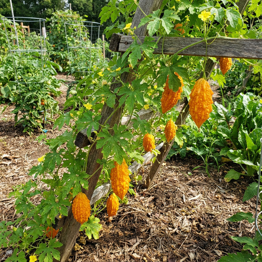 Orange Bitter Gourd Vegetable Planting Seeds for Your Garden