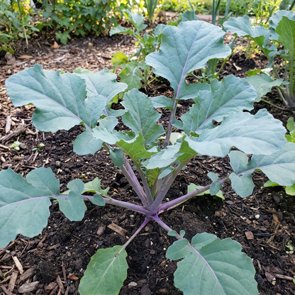 Purple Rutabaga Seeds for Vegetable Planting