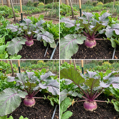 Purple Rutabaga Seeds for Vegetable Planting