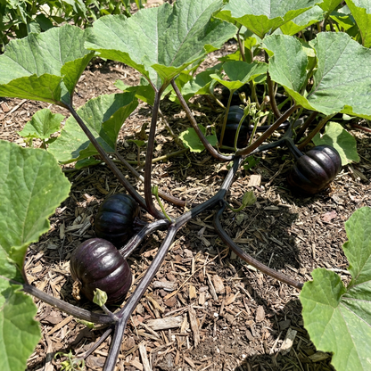 Black Pumpkin Vegetable Seeds for Planting