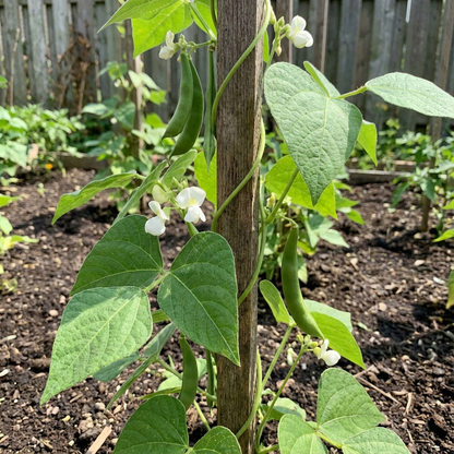 Green Lima Bean Seeds for Vegetable Planting