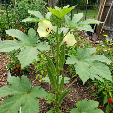 Orka Vegetable Seeds for Planting