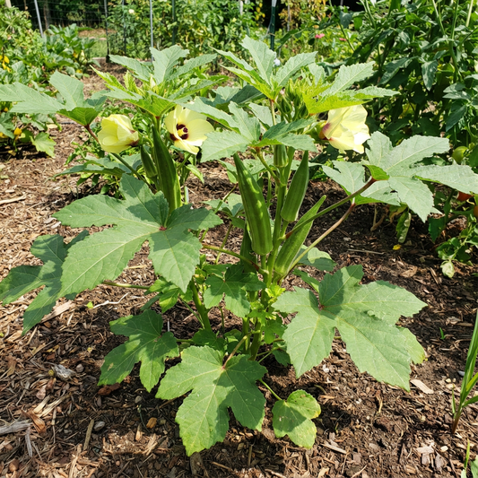 Orka Vegetable Seeds for Planting