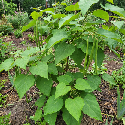 Green Catalpa Bignonioides Seeds for Planting