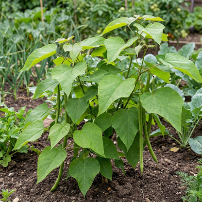 Green Catalpa Bignonioides Seeds for Planting