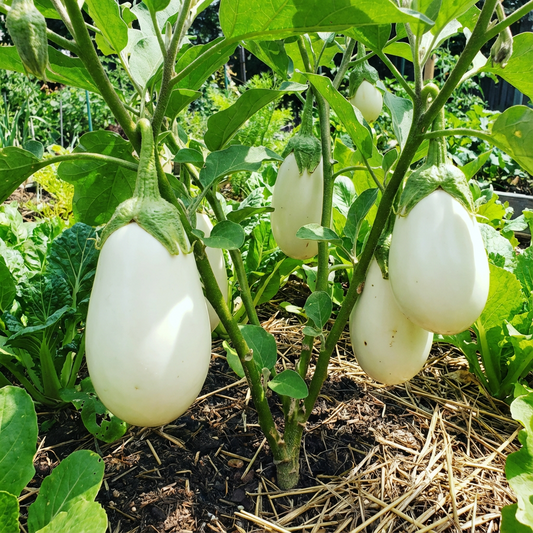 White Eggplant Seeds for Planting Seed for Flavorful Vegetables in Your Home Garden