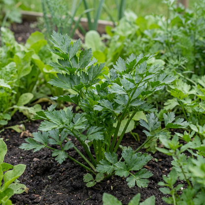 Celery Smallage Vegetable Seeds for Home Gardens