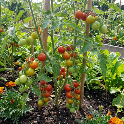 Yellow Red Tomato Vegetable Seeds for Gardening