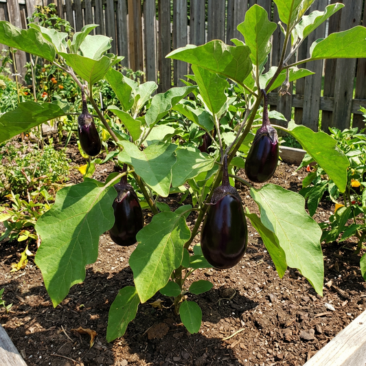 Brinjal Vegetable Seeds for Planting