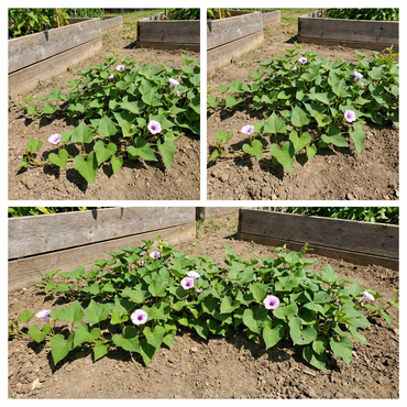 Yellow Sweet Potato Vegetable Planting Seeds