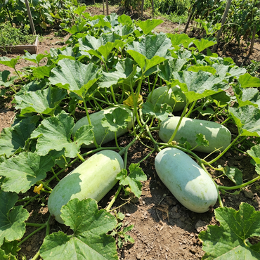 Super Big Winter Melon Seeds for Planting Premium Vegetable Seeds