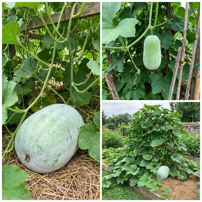 Super Big Winter Melon Seeds for Planting Premium Vegetable Seeds