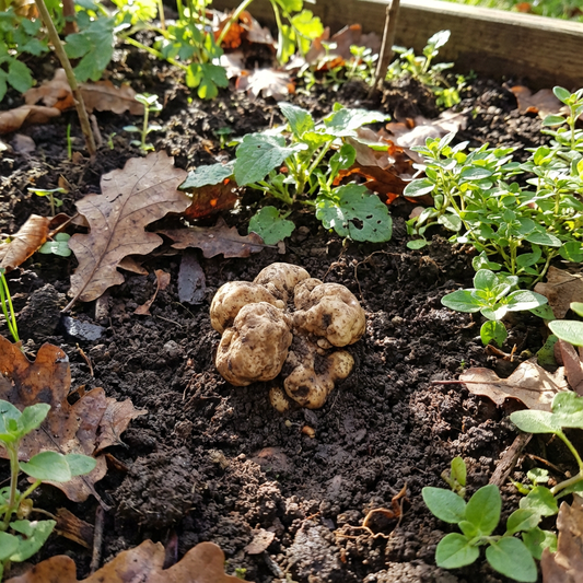 Tuber Magnatum Planting Seeds Premium Vegetable Seeds for Home Garden