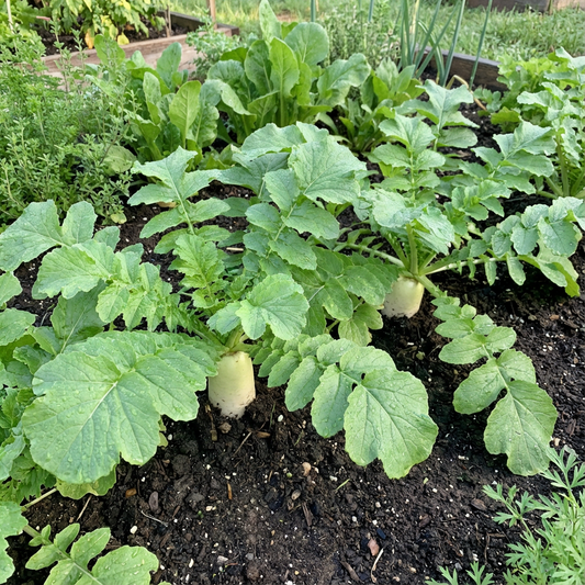 Minowase Vegetable Seeds for Planting