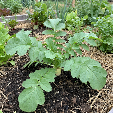 Minowase Vegetable Seeds for Planting