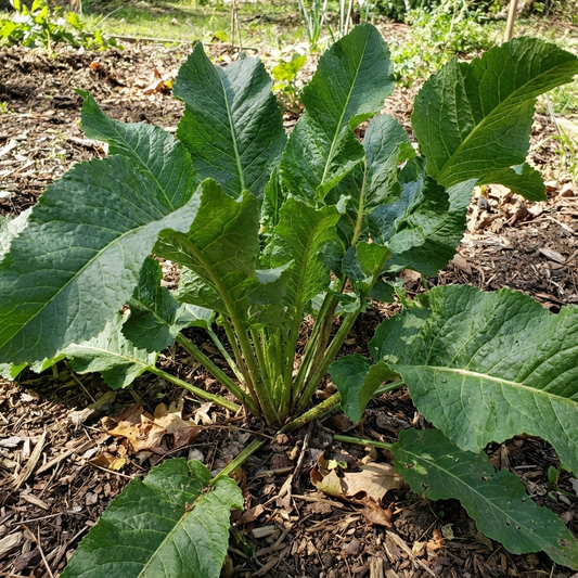 Horseradish Planting Seeds Grow Your Own Spicy Root