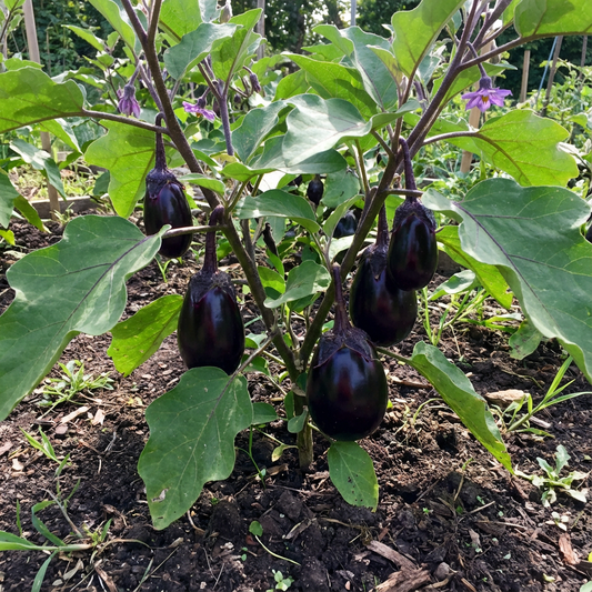 Planting Seeds: Aubergine Vegetable Collection