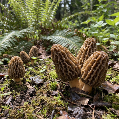 Morchella Esculenta Mushroom Seeds for Planting